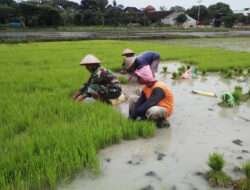Terjun Ke Sawah, Babinsa Kelurahan Banjarsari Berikan Motivasi dan Pendampingan Penanaman Padi