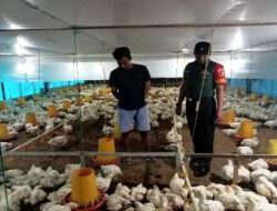 Program Masuk Kandang Ayam,Babinsa Koramil 0805/05 Karangjati Ajak Pemuda Berinovasi.