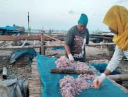 Hasil Tangkapan Rajungan Sepi, Nelayan Paciran Beralih Tangkap Rebon