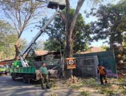 Antisipasi Pohon Tumbang, Babinsa Pajang Bersama DLH Gotong-royong Laksanakan Pemangkasan Pohon