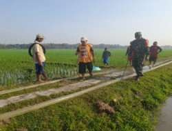 Ini Salah Satu Cara Babinsa Koramil Padas Bantu Petani Tingkatkan Hasil Panen