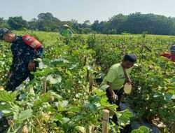 Babinsa Terus Dampingi Petani, Agar Kebutuhan Buah Melon Di Kecamatan Miri Terpenuhi