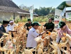 Tugas Mulia, Babinsa Dampingi Petani Panen Jagung