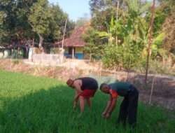 Kendalikan Gulma, Babinsa Bantu Penyiangan Petani Padi