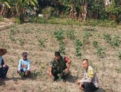 Tingkatkan Swasembada Pangan, Babinsa Karangasem Terjun Kesawah Dampingi Petani Jagung