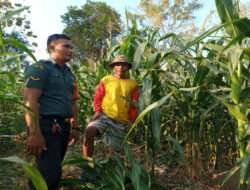 Panen Jagung, Petani Ngobrol dengan Babinsa Berharap Harga Tidak Anjlok