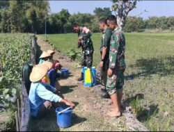 Wujudkan Hanpangan, Babinsa Padas Dampingi Petani Padi di Wilayah Binaan