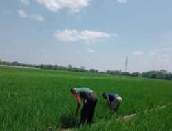 Dukung Ketahanan Pangan Babinsa Dampingi Petani Cek Tanaman Padi