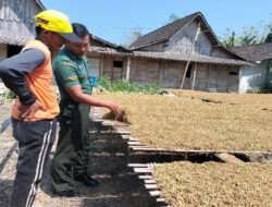 Wujud Kepedulian Terhadap Warga Babinsa Koramil Karangjati Bantu Jemur Tembakau