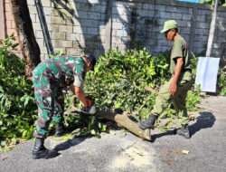 Antisipasi Pohon Tumbang Babinsa Kemlayan, DLH, Limas & Warga Gotong-royong Pangkas Pohon