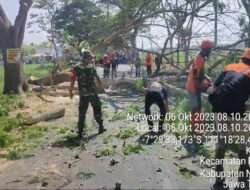 Antisipasi Pohon Tumbang, Babinsa Koramil Paron Bantu Warga Tebang Pohon