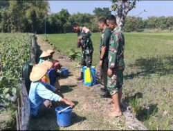 Peduli Dengan Petani Holtikultura, Babinsa Padas Sambangi Petani Melon di Wilayahnya