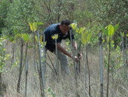 Peringati HUT Humas Polri ke-72, Polres Gresik Gelar Penanaman Mangrove di Kali Mireng