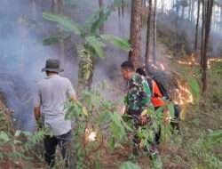 Babinsa Jambu, Bhabinkamtibmas, dan Petugas Perhutani Bersatu Melawan Ancaman Kebakaran Hutan Pinus