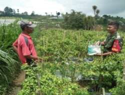 Motivasi Petani Binaan, Babinsa Selo Bantu Panen Cabe