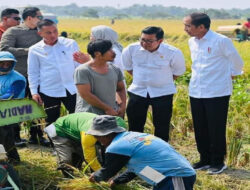 Presiden Jokowi Tinjau Langsung Pastikan Produksi Padi Baik di Indramayu