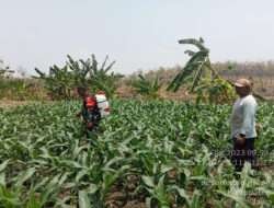 Jaga Ketahanan Pangan, Babinsa Koramil Karanganyar Bantu Petani Rawat Tanaman Jagung