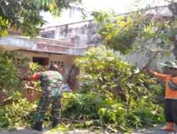 Cegah Pohon Tumbang, Babinsa Kemlayan Kerja bakti Pangkas Ranting Pohon