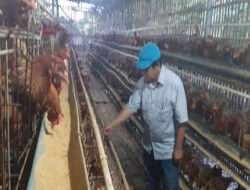 Master Coach Doddy: Peternakan Telor Sehat is the best