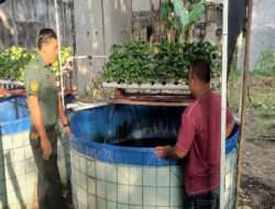 Dukung Program Ketahanan Pangan, Babinsa Kepatihan Kulon Bantu Warga Kembangkan Budidaya Ikan Nila