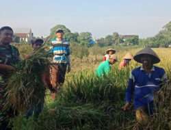 Tugas Mulia, Babinsa Kelurahan Banjarsari Terjun Ke Sawah Dampingi Petani Panen Padi