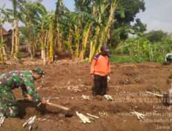 Jaga Ketahanan Pangan,Babinsa Koramil Karanganyar Bantu Tanam Singkong