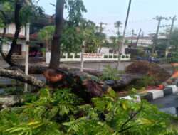 Reaksi Cepat, Piket Koramil 01/Laweyan Bantu Singkirkan Pohon Tumbang Yang Menutup Akses Jalan