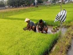 Tingkatkan Hasil Pertanian, Babinsa Karangasem Terjun Ke Sawah Dampingi Petani Tanam Padi