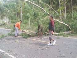 Penanganan Bahaya Pohon Akasia di Jl. Raya Panggul – Munjungan oleh Koramil 0806/11 Panggul dan Instansi Terkait