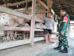 Ada Apa Babinsa Baluwarti Menyambangi Pawang Kerbau di Keraton Solo, Ternyata Ini Alasannya