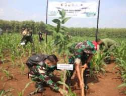 Kodim Ngawi Laksanakan Penanaman Pohon Dan Penghijauan Di Kawasan Hutan Desa Krandegan