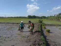 Babinsa Bantu Masyarakat Tanam Padi Guna Wujudkan Ketahanan Pangan