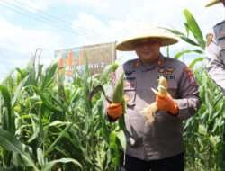 Polres Blitar Panen Kedua Jagung Swasembada untuk Anggota dan Masyarakat