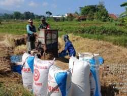 Jaga Ketahanan Pangan, Sertu Supriyanto Damping Petani Panen Padi