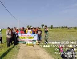 Bersama Petani, Babinsa dan Bhabinkamtibmas Gropyokan Hama Tikus di Sawah