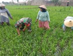 Terjun Langsung ke Sawah, Babinsa Bantu Petani Penyiangan Rumput