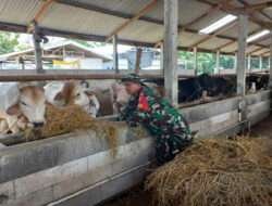 Peternak Sapi Jadi Sasaran Komsosnya Babinsa Andong