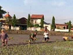 Babinsa Sendangrejo Bantu Petani Tanam Padi Sebagai Upaya Menjaga Ketahanan Pangan Nasional