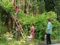 Aksi Cepat Koramil 0806/07 Watulimo: Bersama Komunitas, Pemotongan Kayu untuk Keselamatan Bersama