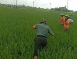 Peduli Pertanian, Babinsa Jururejo Membantu Pengairan Sawah Warganya