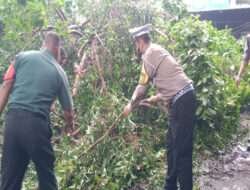 Polisi dan TNI Gotong Royong Tangani Pohon Tumbang Jalan Raya Balongbendo Sidoarjo Kembali Lancar