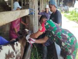 Bersama Puskeswan, Babinsa Melaksanakan Vaksin Booster Pada Ternak Sapi