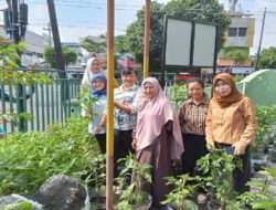 Panen Raya Sayuran, Wujud Nyata Koramil 04/Jebres Tingkatkan Ketahanan Pangan Wilayah