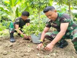 Wujudkan Ketahanan Pangan, Koramil Kemusu Manfaatkan Lahan Kosong