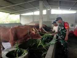 Peduli Kesehatan Hewan Ternak, Babinsa Karangjati Mengecek Ternak Sapi di Daerah Binaan