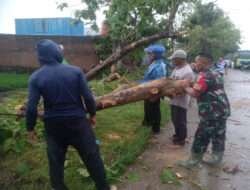 Gerak Cepat, Babinsa Bantu Evakuasi Pohon Tumbang di Ruas Jalan Sumberlawang