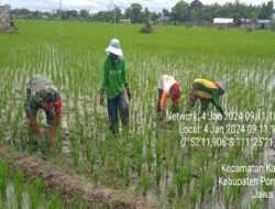 Bantu Petani Penyiangan Gulma, Upaya Babinsa Kodim 0802/Ponorogo Tingkatkan Ketahanan Pangan