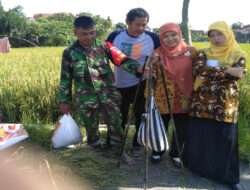 Guna Mengetahui Hasil Panen Padi, Babinsa Bersama Petugas PPL Dan Poktan Laksanakan Pengubinan