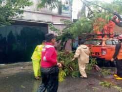 Gercep..!! Babinsa Kelurahan Nusukan Bantu Evakuasi Pohon Tumbang di Wilayah Binaan