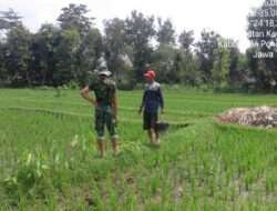 Pendampingan Petani, Babinsa Kodim 0802/Ponoogo Bantu Pemupukan Padi
